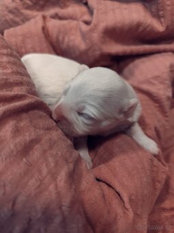 Coton de Tuléar Štěňata s PP - 2