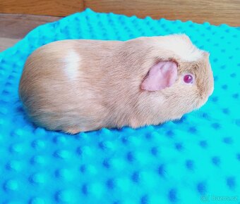 Morče - malá samička z reg. CHS - 2