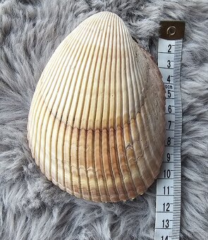 mušle Srdcovka (10 cm) - 2