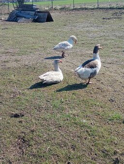 Vyměním  prodám - 2