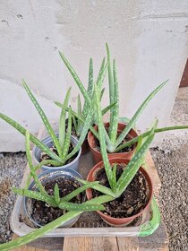 Aloe Vera - 2
