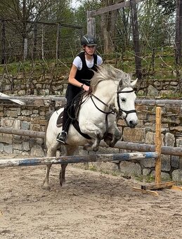Pony A prodej - valach, 8 let - 2