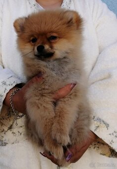 POMERANIAN - 2