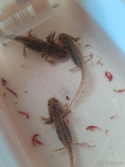 Axolotl mexický - 2