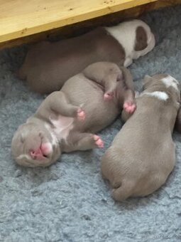 American Bully Classic/ Standard - 2
