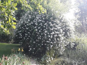 Rosa multiflora- růže drobnokveta - 2