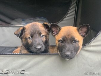 Belgický ovčák malinois šťěňata prodej - 2
