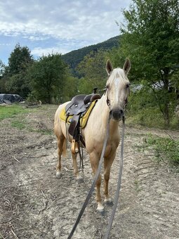 Kobylka palomino - sleva - 2