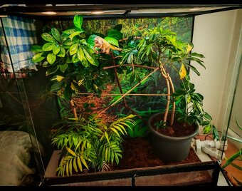 Terárium 90x45x90 chameleon - 2