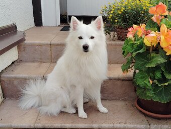 Německý špic střední ke krytí - 2