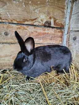 Králík - samice - 2