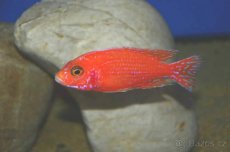 Tlamovci malawi + tanganika - 2