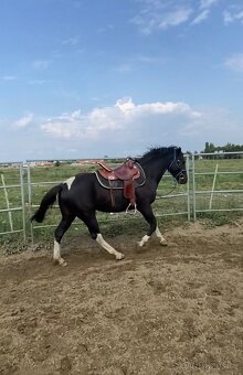 Predam krasneho valacha - 2