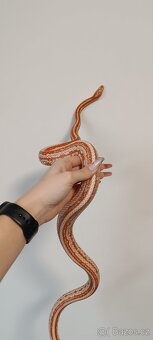 Užovka červená - 2