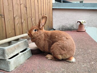 Prodám Králíka - 2