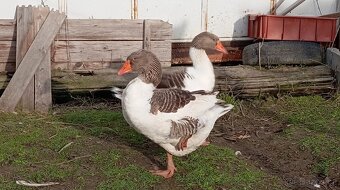 Houser Pomořanský - 2