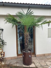 Palma Washingtonia Trachycarpus fortunei - 2