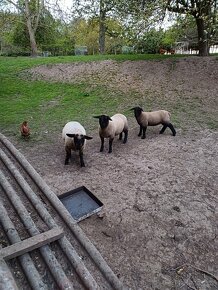 Suffolk ovce - 2