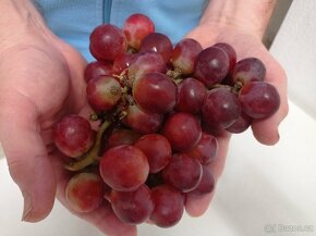 Víno bezpeckové rezistentní PIWI  z Rakouska  150 za kus - 2