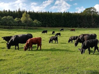 Prodám telata na výkrm Aberdeen Angus - 2