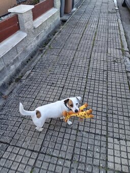 Jack russel teriér (pes) - 2