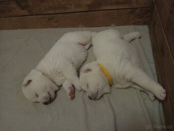 Akita Inu bílá štěňata - 2