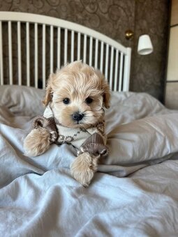 Maltipoo F1, karamelová barva, - 2