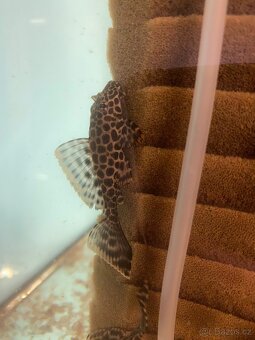 Glyptoper velkoploutvý L 165 - Glyptoperichthys gibbiceps - 2