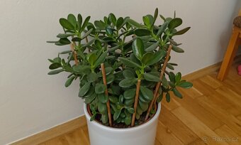 Tlustice ( crassula ovata) - 2
