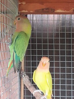 Agapornis ružohrdlý - 2
