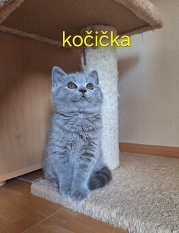 Britská modrá koťata bez pp - 2