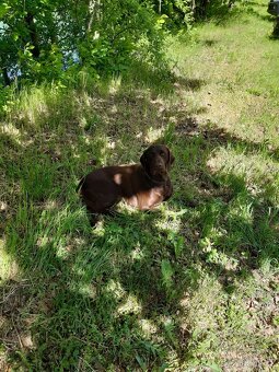 Pes NKO Hnědák - 2