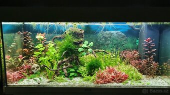 Akvarijni rostlinky z mych akvarii - 2