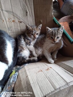 Darujeme koťátka - do dobrých rukou - 2