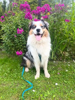 Australský ovčák - 2