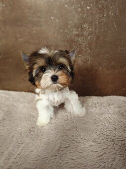 Jorkširský teriér štěňátka s pp - 2