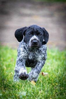 Štěňata - německý krátkosrstý ohař - 2