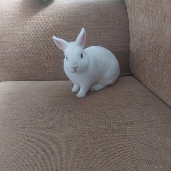 Hermelín modrooký (Hem) - 2