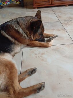 Německý ovčák FENA - 2