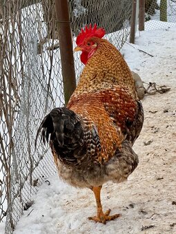 Nasadova vejce - dvorkovy mix - 2