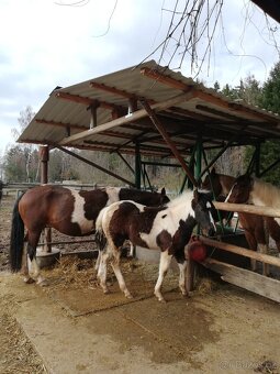 Klisna Wpbr s hříbětem - 2