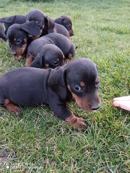 Jezevčík trpasličí - 2