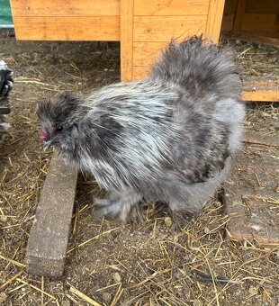 Nasadova vejce Hedvabnicka USA - 2