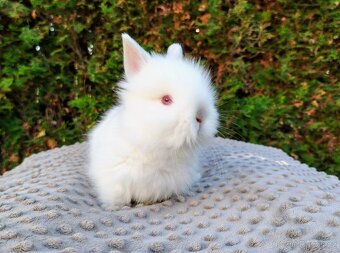 Zakrslý králík, králíček - (TEDDY) - HERBERT A HEIDY - 2