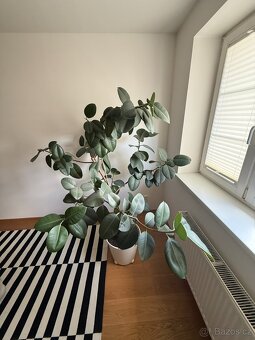 Ficus elastica - 2