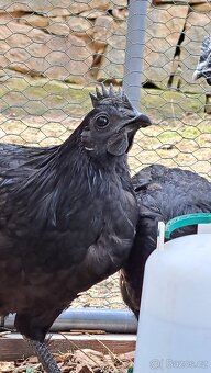Kohouti Ayam Cemani, Cemanské slepice - 2