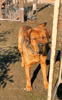Tosa inu krycí pes - 2