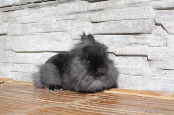 Bailey - 2