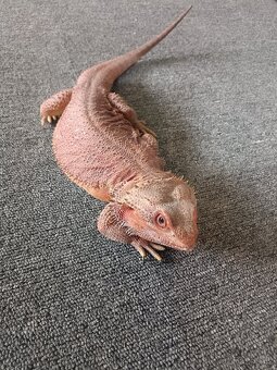 Agama vousata - 2