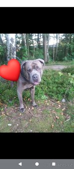 Bandog - modrý - 6let - ke krytí TOP pes - 2